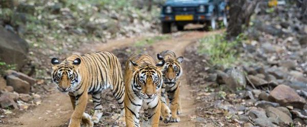 Rathambore